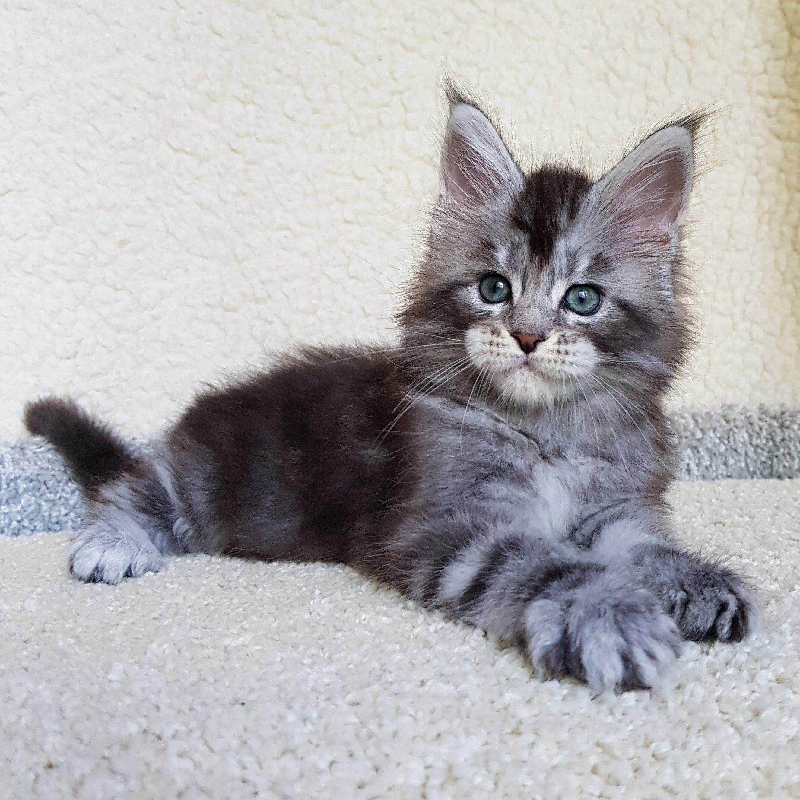 Котенок в 2 5 месяца