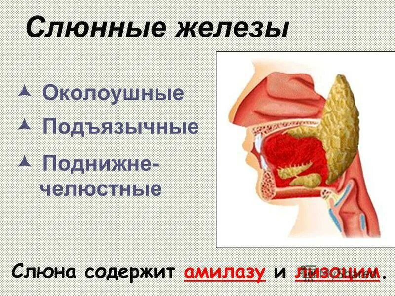 В ротовой полости начинается расщепление. В ротовой полости начинается расщепление