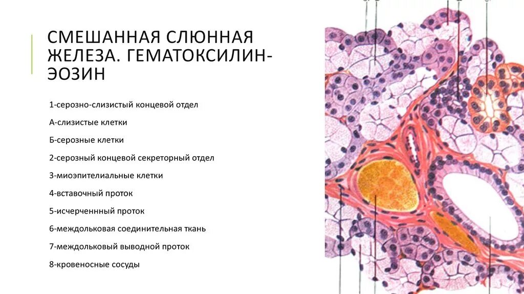 Отдел гистологии