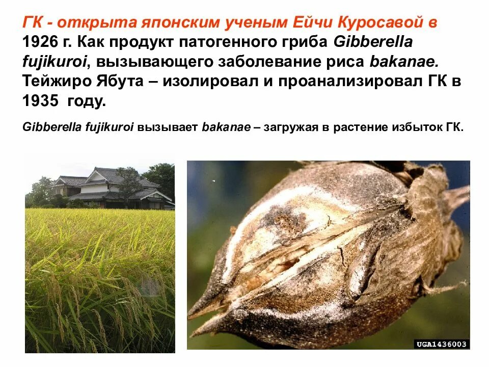 Fusarium fujikuroi. Как используют одноклеточный гриб гибберелла. Как используют гриб гиббереллу. Одноклеточного гриба гиббереллы. Плесневый грибок рода fusarium на сыре.