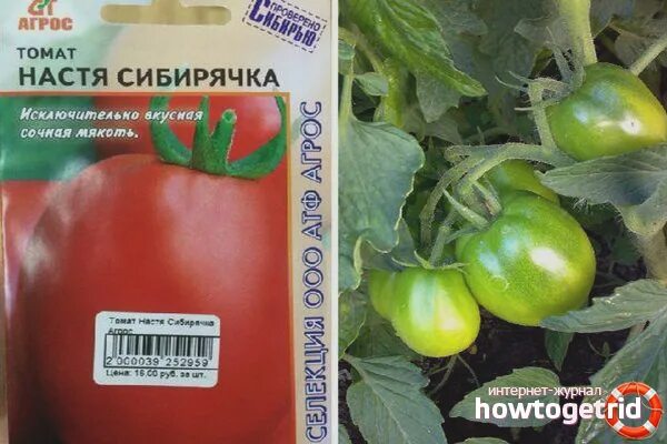 Настёна и Настенька - два томата для сравнения Олеся Васильевна Б. Дзен