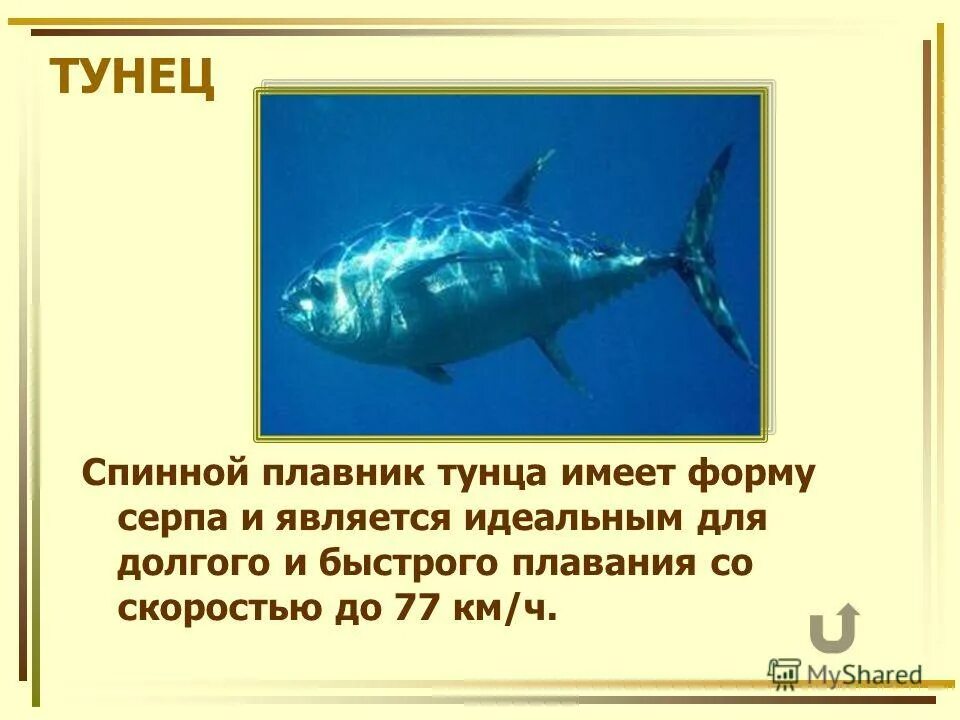 Тунец блюфин. Тунец плавники. Строение тунца внешнее. Строение тунца внутреннее. Рыба тунец строение.