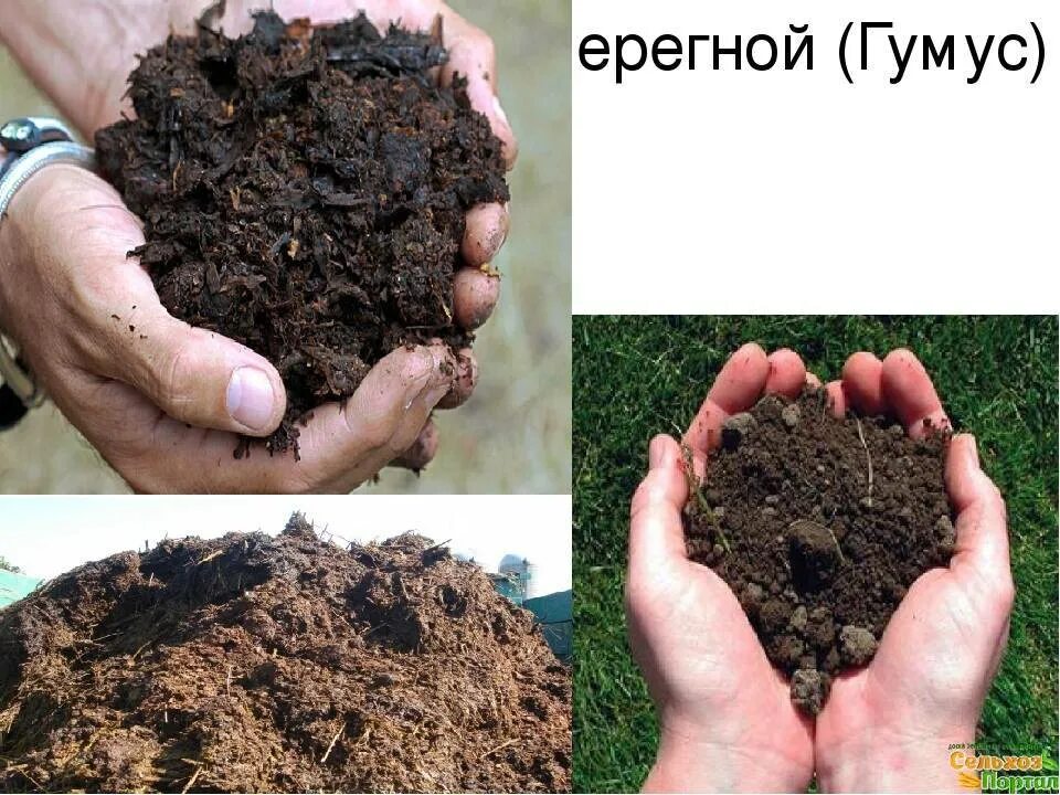 Как отличить чернозем от торфа. Перегной гумус. торф чернозем гумус. черноземы почвы гумус. чернозем навоз перегной торф.