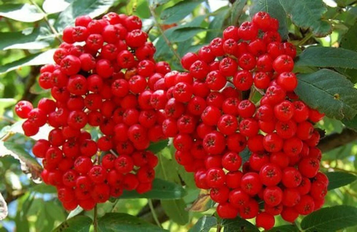 Низкорослые сорта рябины