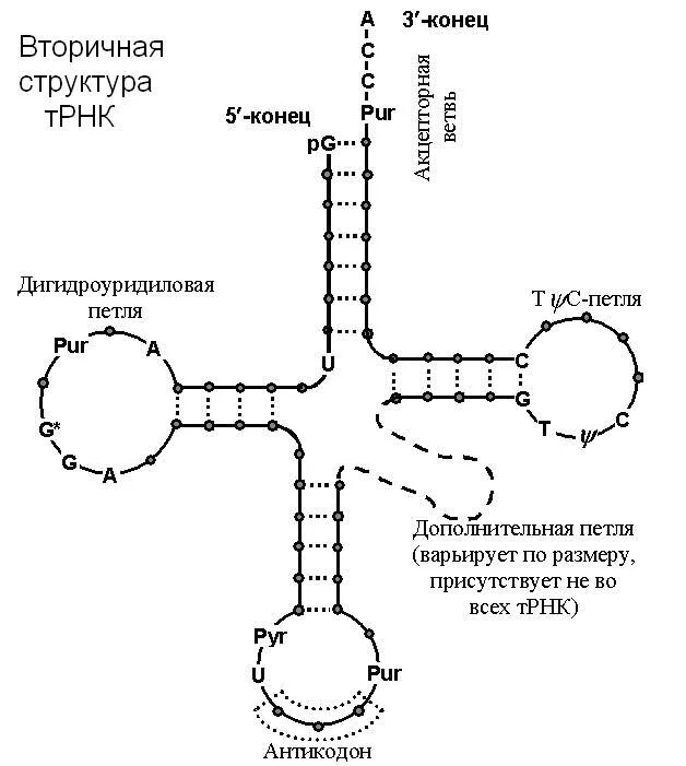 Структура трнк. Строение вторичной структуры рнк. структура трнк биохимия. строение транспортной рнк схема. функциональная структура трнк.