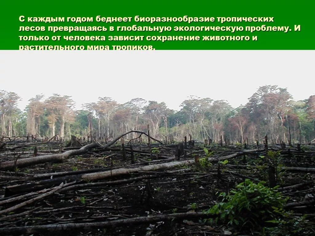 биологическое разнообразие леса. биоразнообразие лесов. снижение биологического разнообразия. причины сокращения лесов. вырубка тропических лесов амазонии.