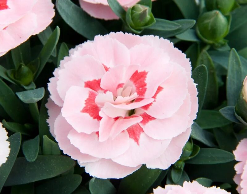 Гвоздика стар. Гвоздика dianthus oscar. гвоздика oscar pink star. гвоздика диантус оскар пинк. гвоздика оскар салмон.