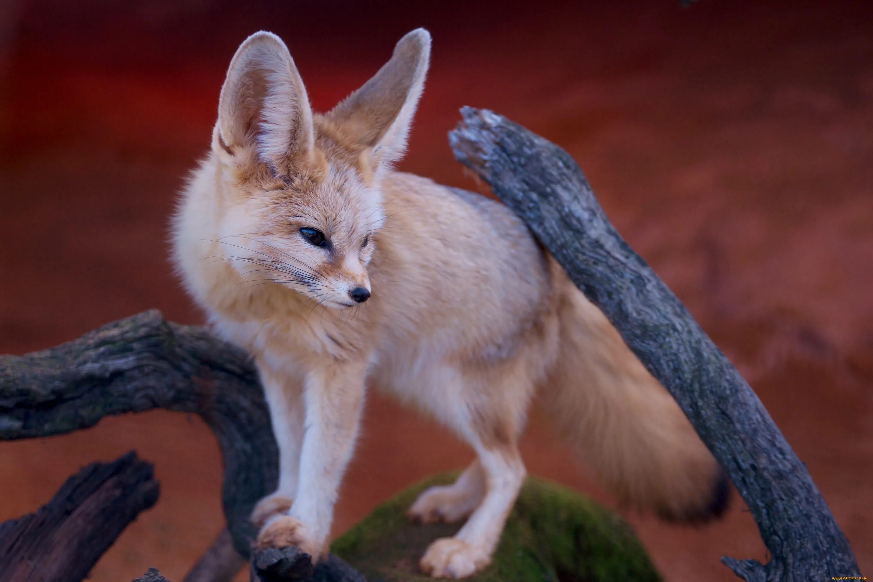 Fennec fox