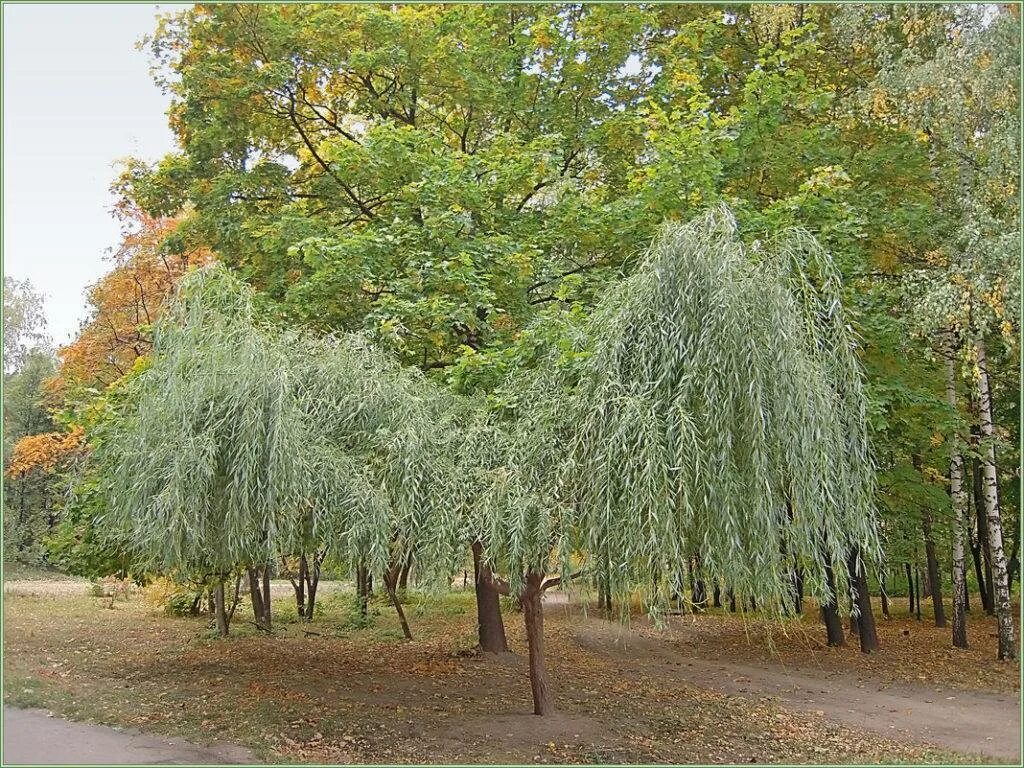 Ива "белая серебристая" salix alba var. Ива плакучая памяти миндовского. Белая ива фото и описание. Белая ива фото и описание. Белая ива фото и описание.