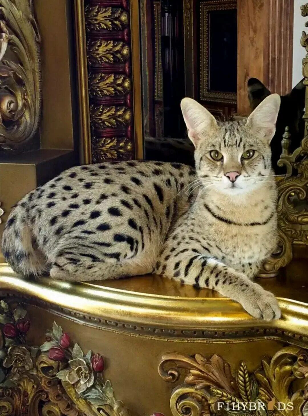 Где самые богатые животные. Мейн кун Ашера. Порода Мейн кун Ашера. Саванна Ашера кошка. Саванна кошка f1.
