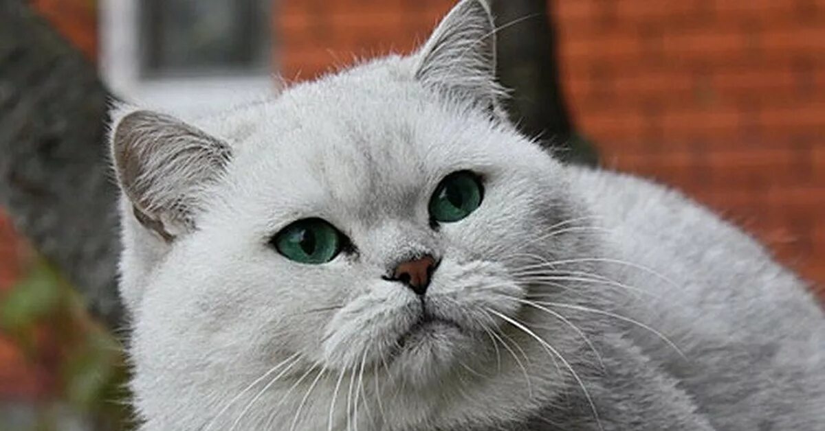 Серебристый британский кот. Британская серебряная шиншилла. британская серебристая шиншилла. британский кот серебристая шиншилла. британец кот серебряная шиншилла.