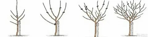 Груша чижовская посадка весной