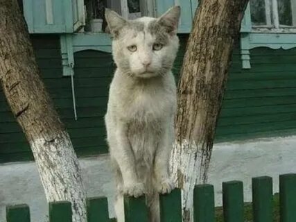Кот вернулся