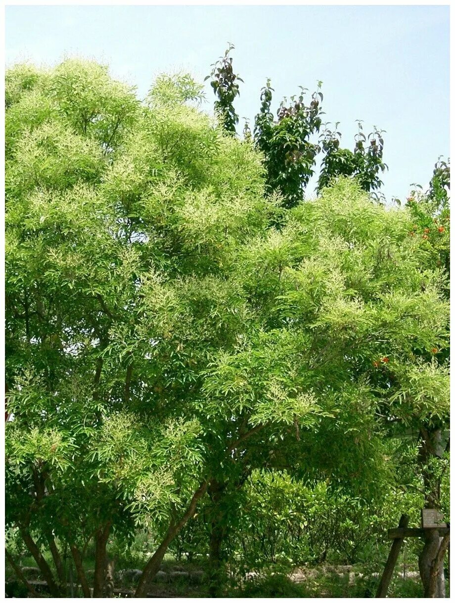 их у ясеня 48 штук