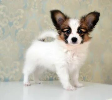 Papillon владикавказ