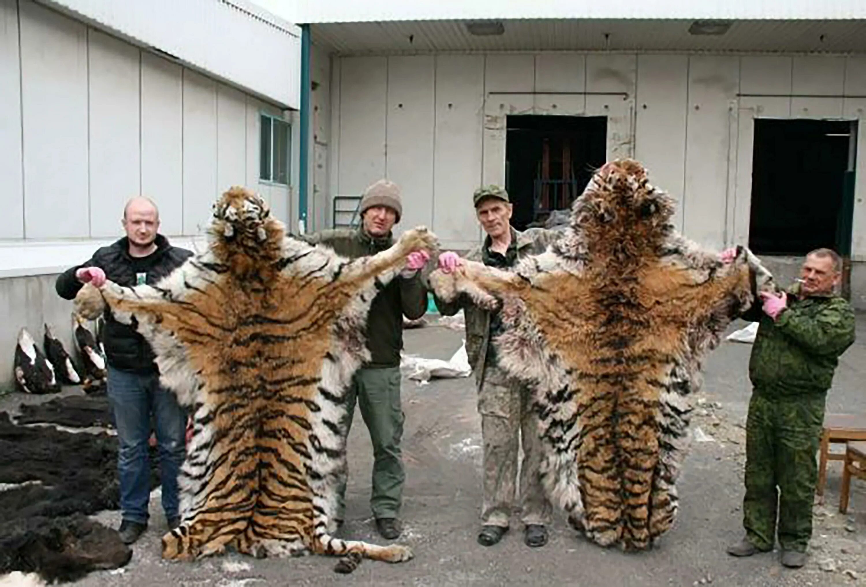 Браконьерство на Амурского тигра. Дикие животные убивают