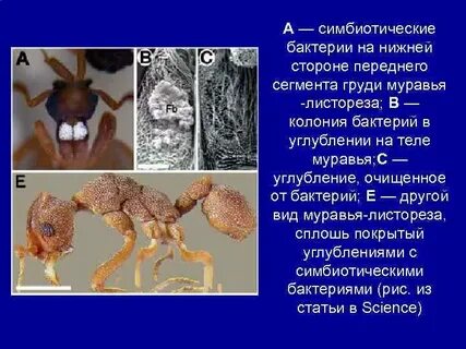 Симбиотические организмы
