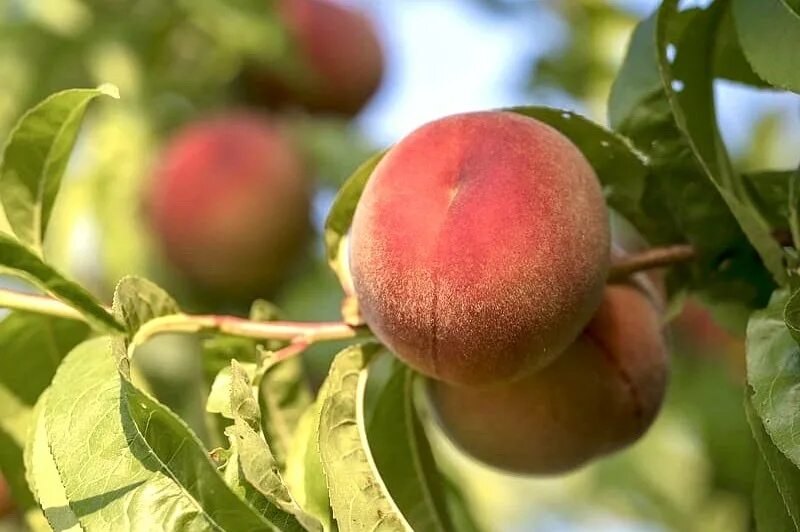 Peach tree