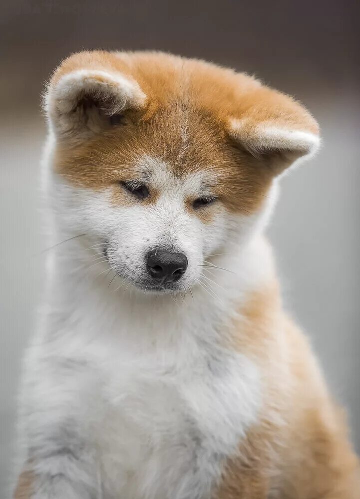 Собака япония акита. Акита-ину. Японская Акита ину. Акита ину щенок. Собака породы Акито ину.