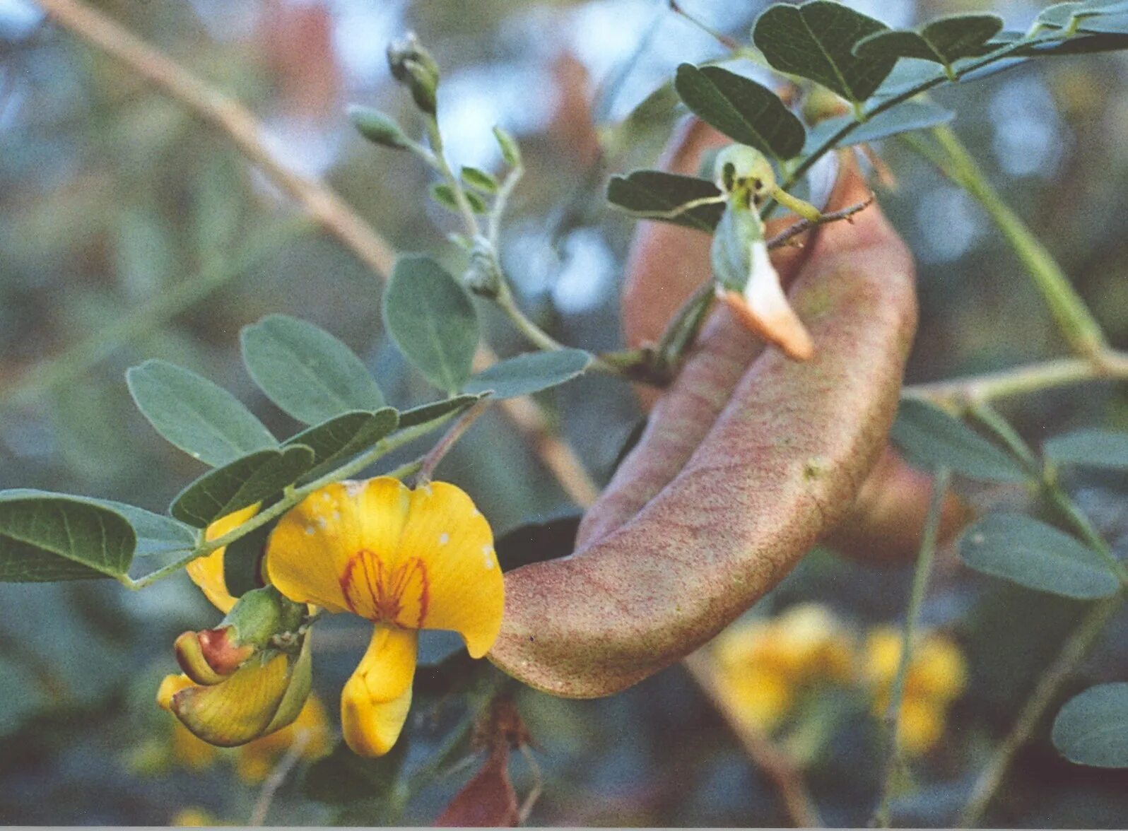 Семена долихос (вьющаяся сирень). Донник белый мотыльковые. Семейство бобовые. Растение семейства бобовых на букву а. 1 признак почему мимоза из семейства бобовых.
