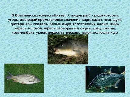 В лесном озере водились