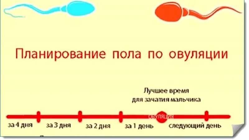 Овуляция со скольки лет. Планирование пола по овуляции. Пол ребенка по эовуляции. Планирование пола ребёнка по овуляции. Зачатие мальчика по овуляции.