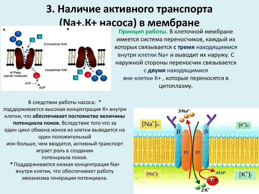 Клеточная мембрана это молекулярная структура впр физика. Натрий калиевый насос схема. Строение натрий-калиевого насоса схема. Калиевонатриевый насос. Строение натрикалевого насоса.