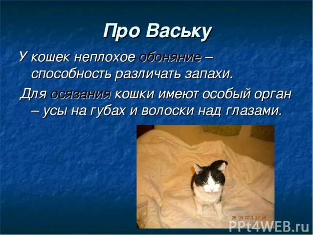 Текст про Ваську кота. Рассказ про кота Ваську 1 класс. Сочинение про кота Ваську 5 класс. Рассказ о коте Ваське.