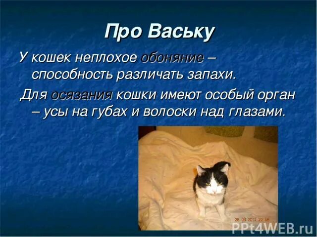 Скороговорка кота васьки 1 класс. Текст про Ваську кота. Рассказ про кота Ваську 1 класс. Сочинение про кота Ваську 5 класс. Рассказ о коте Ваське.