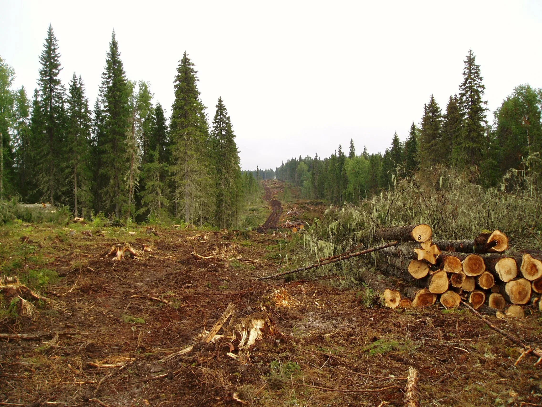 возобновление леса. посадка лесов. тайга кемеровская вырубка леса. восстановление лесов. вырубка посадок.