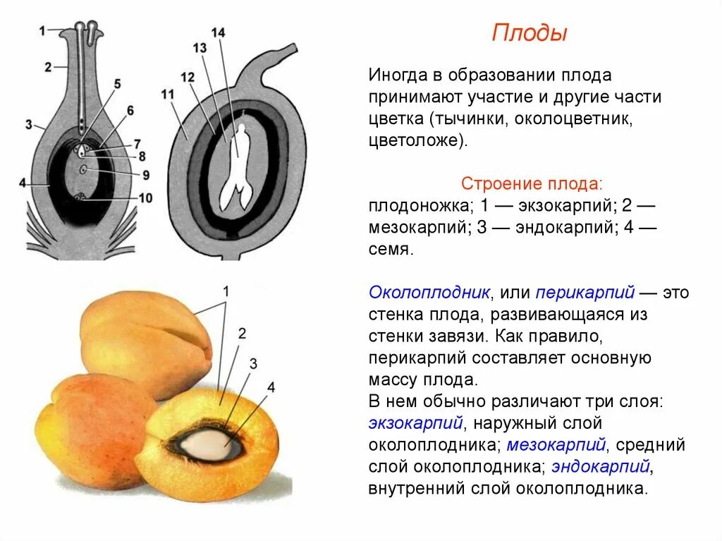 Функции семян и плодов зародыша. Строение плода экзокарпий. Строение плода покрытосеменных. Строение односемянного плода. Околоплодник это разросшиеся