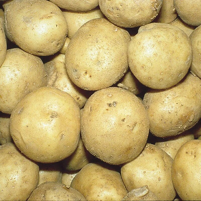 Картофель лорх описание сорта фото отзывы. Сорт картофеля Лорх. Картофель Лорх семена. Картофель семена желтые. Картофель семенной желтый.