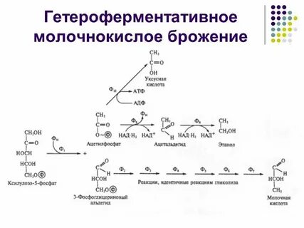 Анаэробные организмы виды брожения