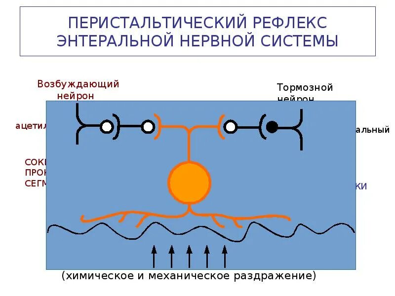 Схема перистальтического рефлекса. Перистальтический рефлекс энтеральной нервной системы. Энтеральная нервная система схема. Перистальтический рефлекс физиология. Рефлекс клетки