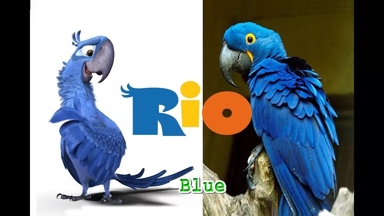 Рио Kids. Рио лайф. Картинки Рио лайф. Rio characters.