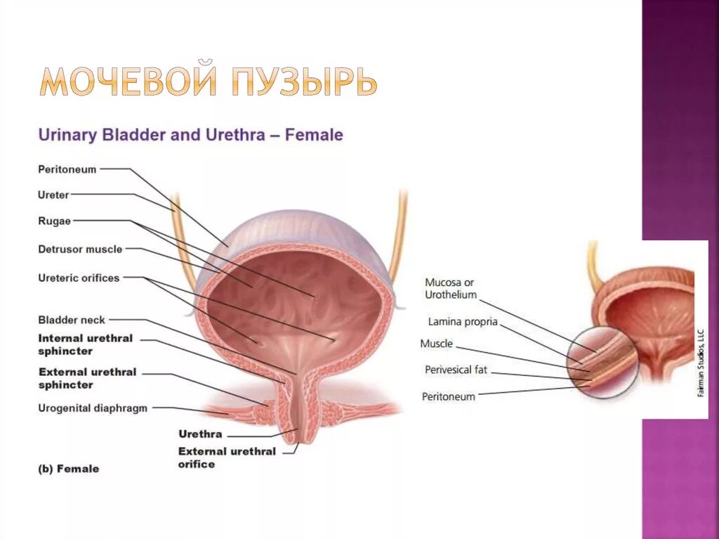 Внутреннее строение мочевого пузыря
