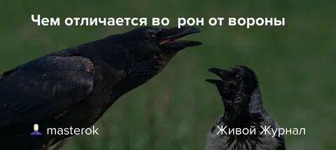Чему ворон и ворона похожи