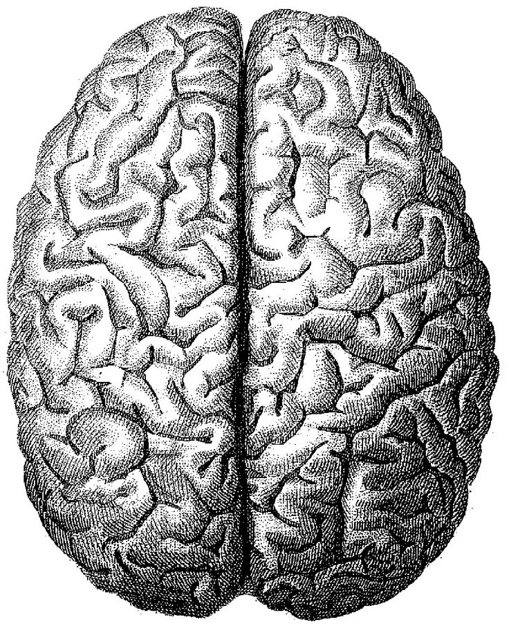 Картинка полушарие мозга. Мозг вид сверху. Человеческий мозг вид сверху.