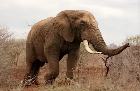 Elephants are very big animals