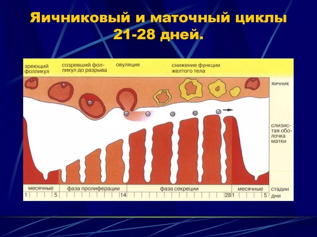 Что происходит с женщиной во время овуляции. Маточный цикл фазы схема. Соотношение маточного и яичникового цикла. Менструальный цикл маточный цикл. Схема маточного и яичникового цикла менструационного цикла.