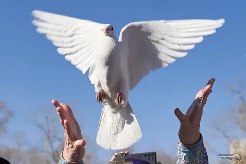 Запустили белых голубей
