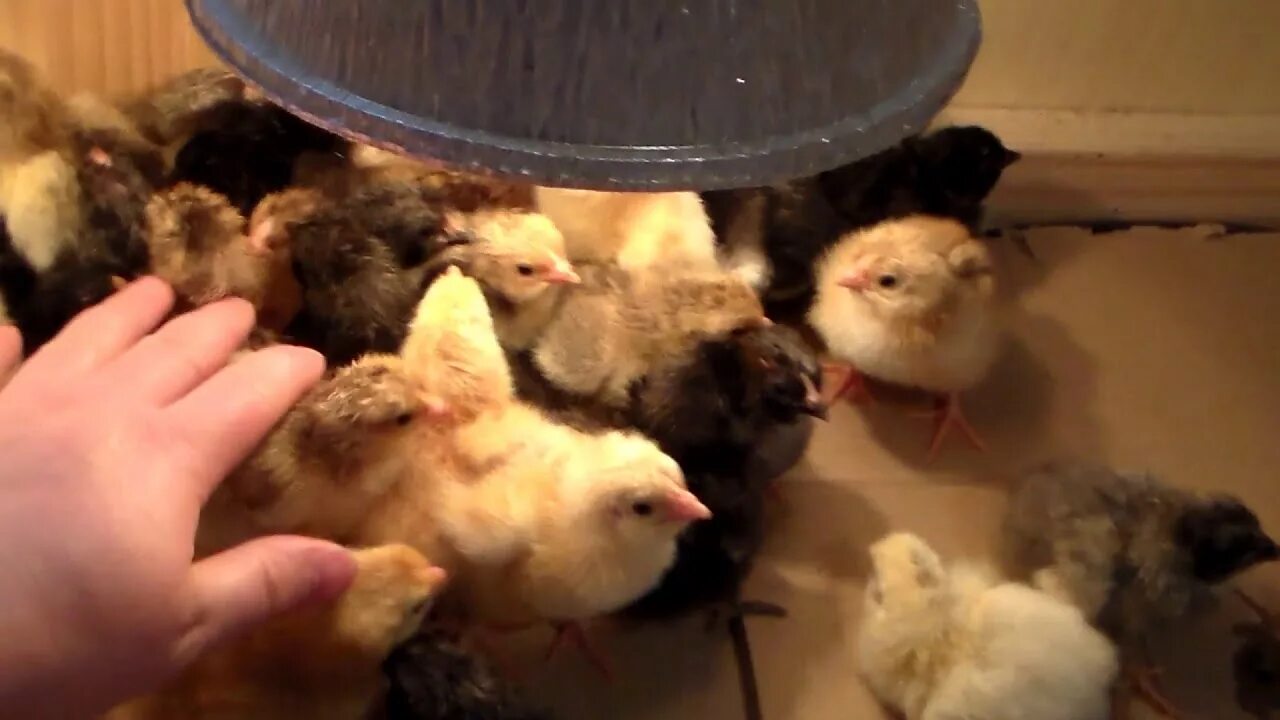 Какая курица выводит цыплят. Выведение цыплят. Фото цыплят выведенных в домашних условиях. Примеры качественных цыплят инкубатория.