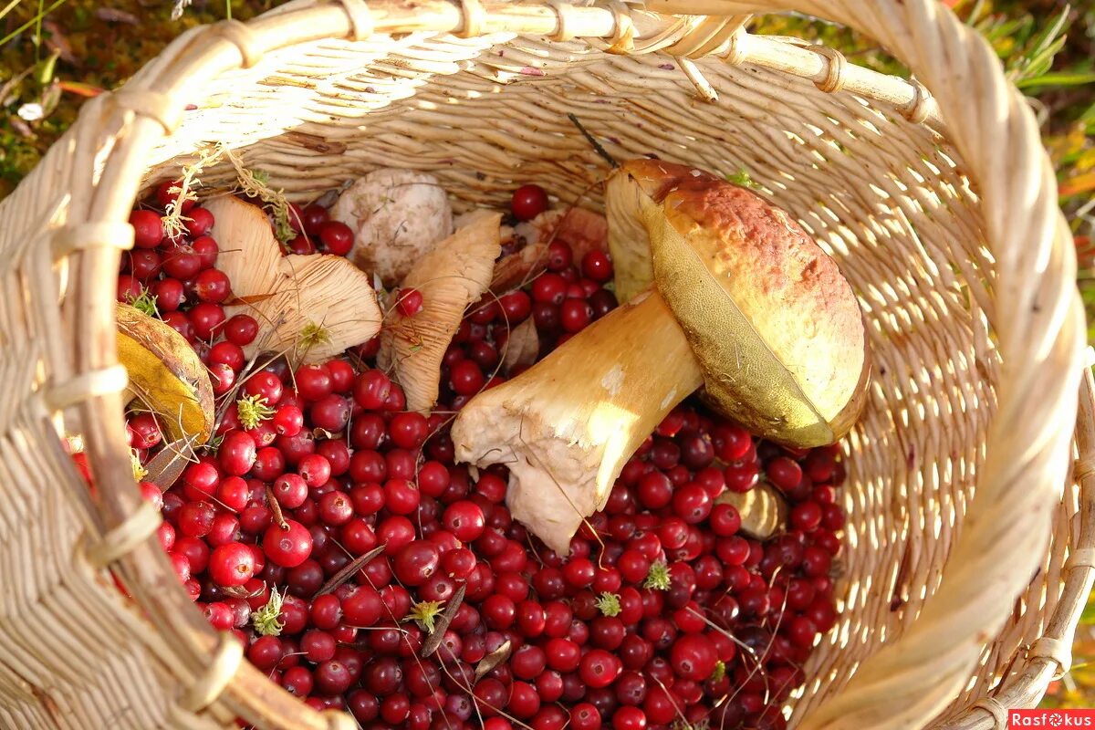 дары осени овощи и фрукты. природные дары человека. семена каштана съедобного. природные дары человека. осенние цветы и ягоды.