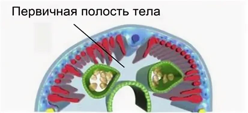 Гидроскелет