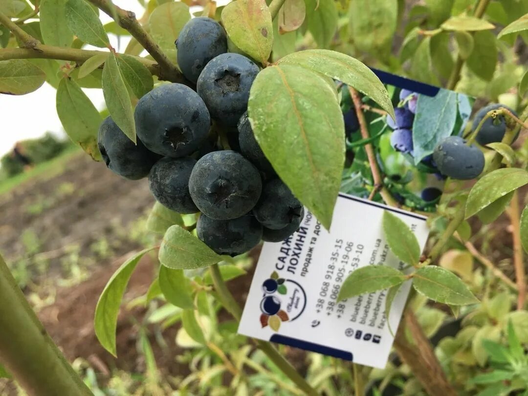 голубика высокорослая блюголд. саженцы голубики москва. голубика свитхарт. голубика в москве. голубика блюкроп.