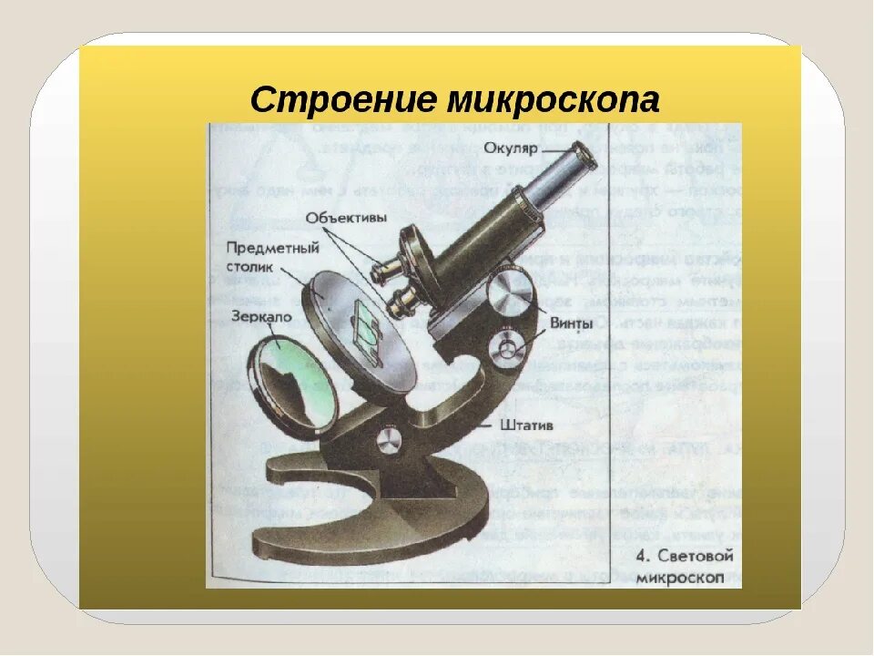 Какую функцию выполняет окуляр. Строение увеличительных приборов микроскоп. микроскоп части микроскопа биология 5 класс. строение окуляра микроскопа. строение школьного светового микроскопа.