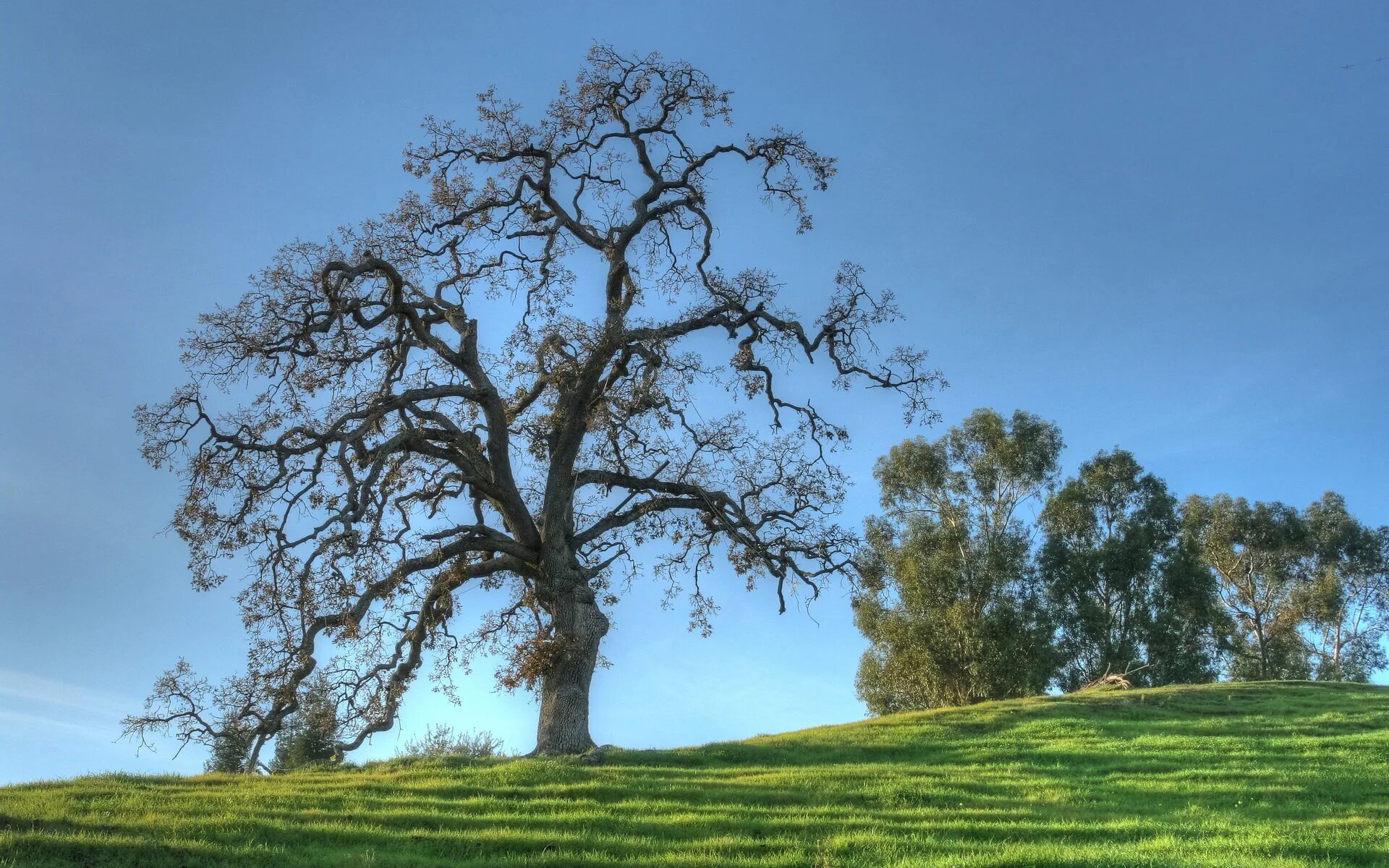 He tree