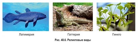 Почему строение животные казались никите тайными людьми