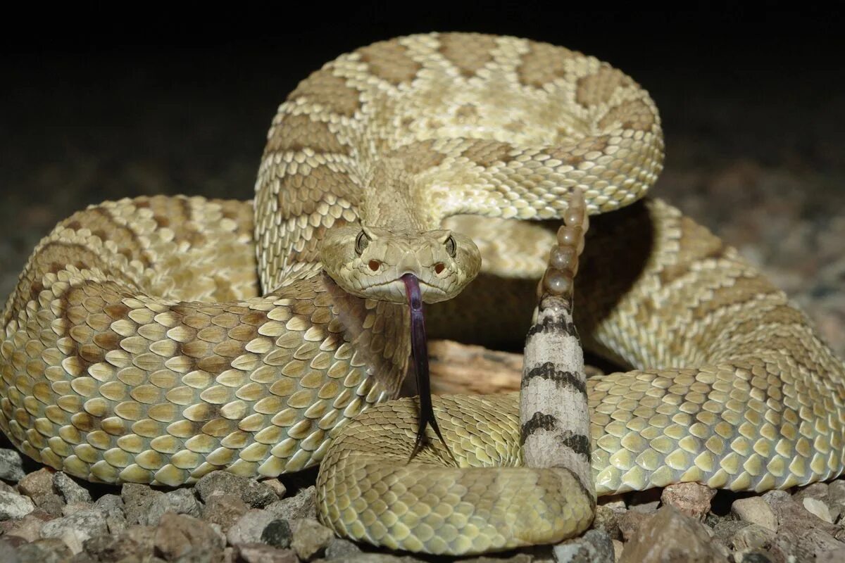 Snake wiki