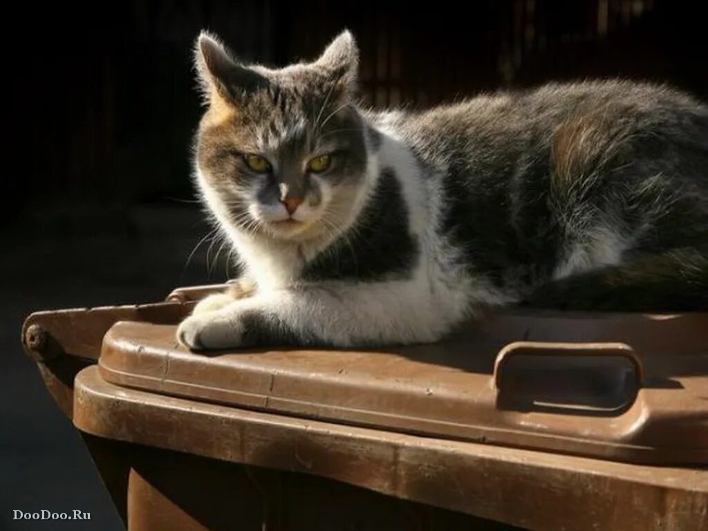 Кот лежит боком. Лежачий кот. Коты на диване. Лежачий кот. Лежачий кот.